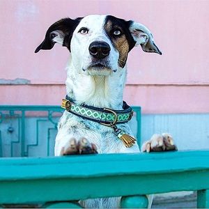 DWAM  Handmade Denim Dog Colar SZ M